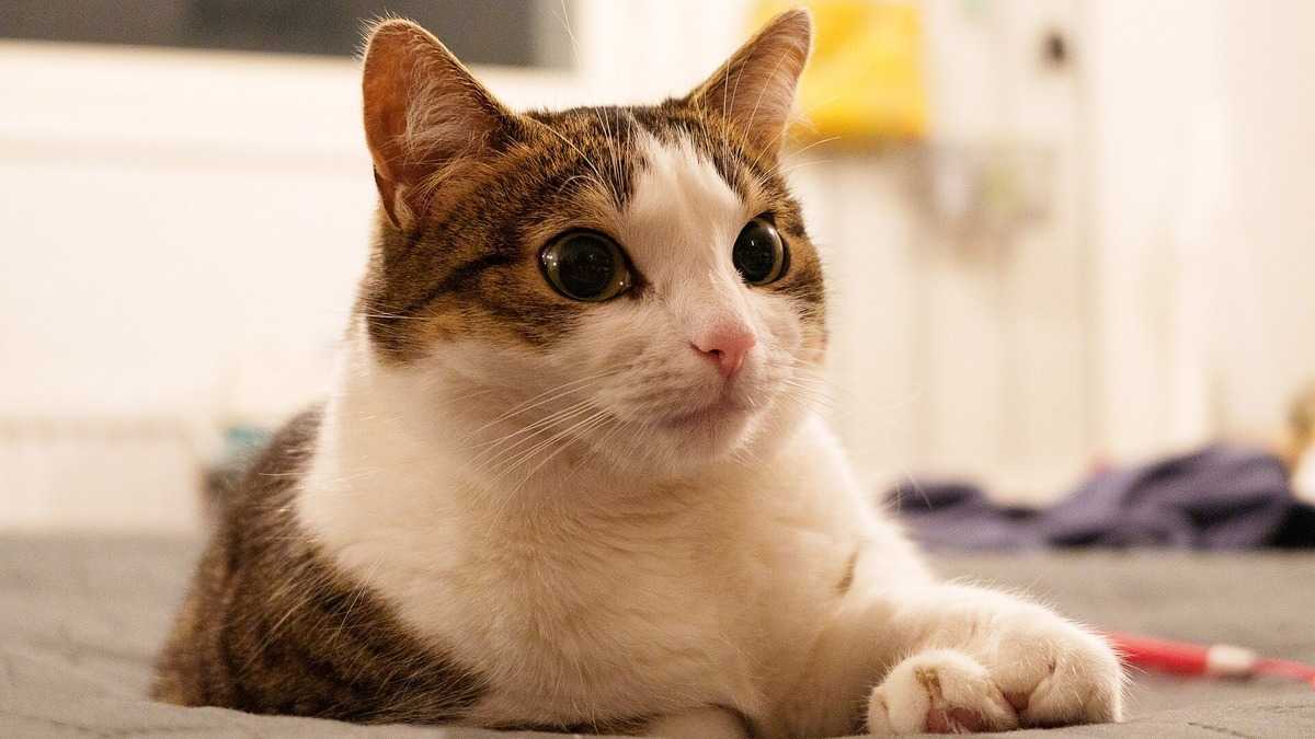 Posture du chat en yoga sur tapis, dos rond et appuis stables